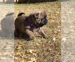 Small Photo #23 Buggs Puppy For Sale in AFTON, WY, USA