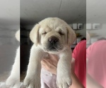 Small Photo #3 Labrador Retriever Puppy For Sale in BLANCHESTER, OH, USA