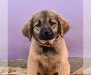 German Shepherd Dog-Great Pyrenees Mix Dogs for adoption in Sheridan, CO, USA