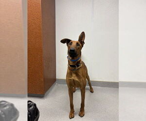 Rhodesian Ridgeback-Unknown Mix Dogs for adoption in Rancho Cucamonga, CA, USA