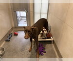 Small Doberman Pinscher