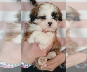 Maltese-Poodle (Toy) Mix Puppy for Sale in BURLINGTON, Massachusetts USA