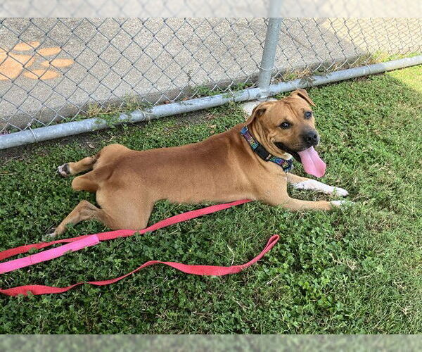 Medium Photo #2 American Pit Bull Terrier-Unknown Mix Puppy For Sale in Corpus Christi, TX, USA
