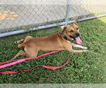 Small #1 American Pit Bull Terrier Mix