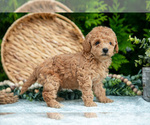 Small Photo #16 Cavapoo Puppy For Sale in KIRKWOOD, PA, USA