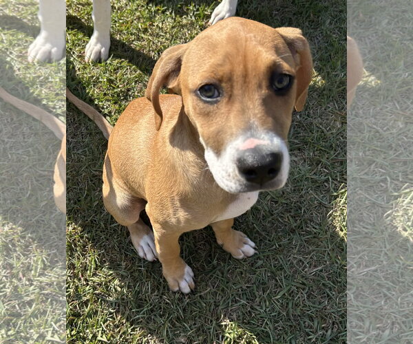 Medium Photo #6 Mutt Puppy For Sale in Holly Springs, NC, USA