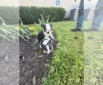 Small #12 Boston Terrier