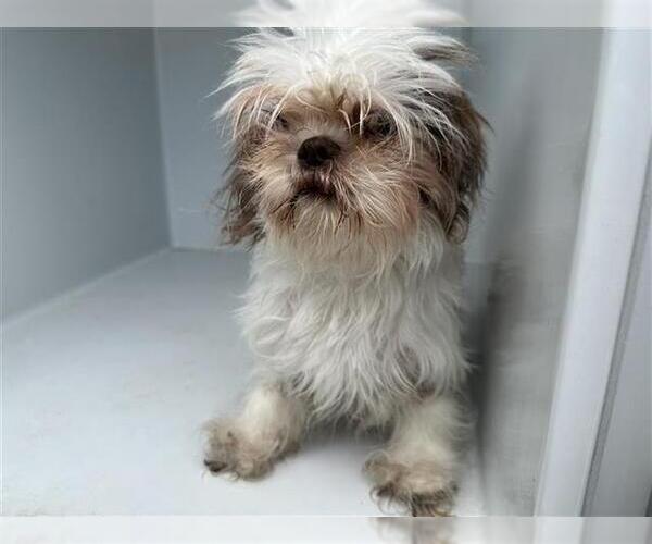 Medium Photo #1 Maltese-Unknown Mix Puppy For Sale in Houston, TX, USA