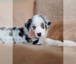 Small Photo #6 Australian Shepherd Puppy For Sale in PHOENIX, AZ, USA