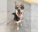 Small Siberian Husky Mix
