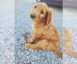 Puppy Honey dark blue Goldendoodle