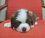 Small Photo #1 Saint Bernard Puppy For Sale in ENDICOTT, NY, USA