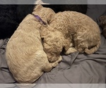 Small Photo #3 Labradoodle Puppy For Sale in CONCORD, CA, USA