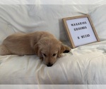 Small Photo #14 Golden Retriever Puppy For Sale in CONWAY, SC, USA