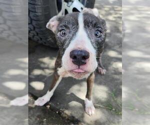 American Staffordshire Terrier-Unknown Mix Dogs for adoption in San Antonio, TX, USA