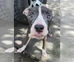 Small American Staffordshire Terrier Mix