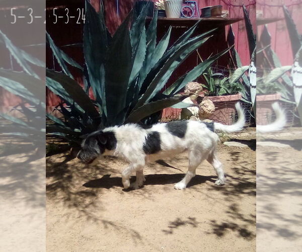 Medium Photo #4 Mutt Puppy For Sale in Apple Valley, CA, USA