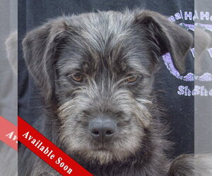 Labrador Retriever-Unknown Mix Dogs for adoption in Huntley, IL, USA