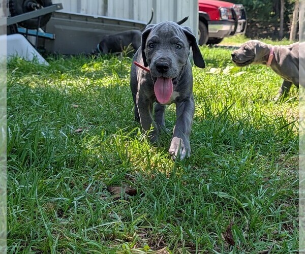 Medium Photo #2 Great Dane Puppy For Sale in WALNUT GROVE, MO, USA