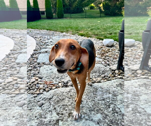 Medium Photo #3 Beagle-Unknown Mix Puppy For Sale in Germantown, OH, USA