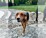 Small #2 Beagle Mix