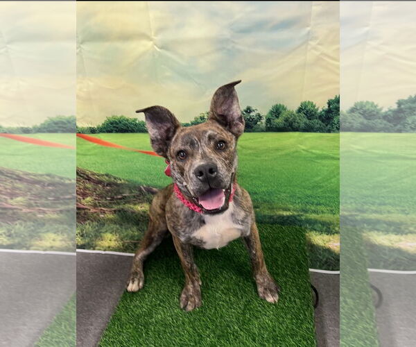 Medium Photo #1 Mutt Puppy For Sale in Euless, TX, USA