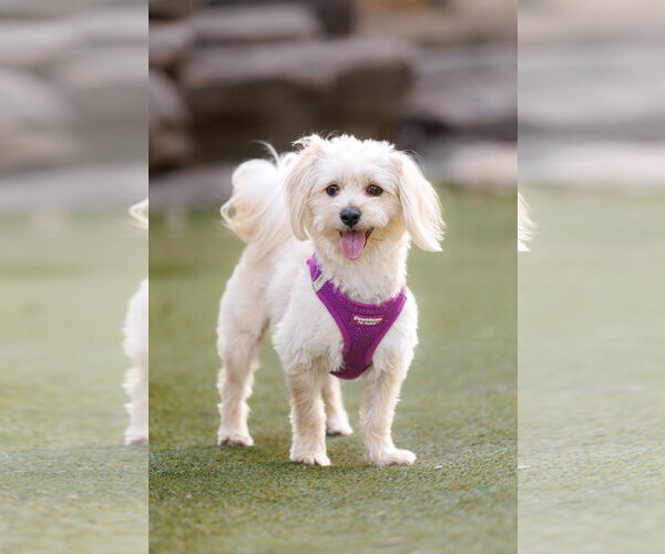 Medium Photo #1 Havamalt Puppy For Sale in McKinney, TX, USA