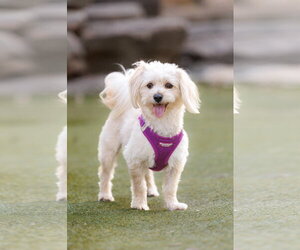 Havamalt Dogs for adoption in McKinney, TX, USA