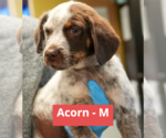 Small Mutt