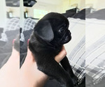 Small #4 Pug