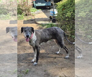 Dallas - Female German Shorthaired Pointer-Great Dane Mix Dog for Adoption - Photo #3