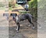 Small Photo #3 German Shorthaired Pointer-Great Dane Mix Puppy For Sale in Bullard, TX, USA
