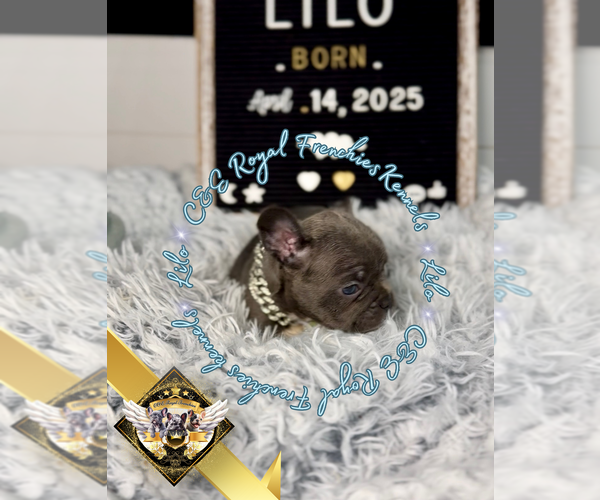 Medium Photo #5 French Bulldog Puppy For Sale in ATHENS, GA, USA