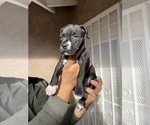 Puppy 5 American Staffordshire Terrier-Cane Corso Mix