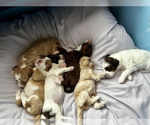 Poovanese Litter for sale in PORT SAINT LUCIE, FL, USA