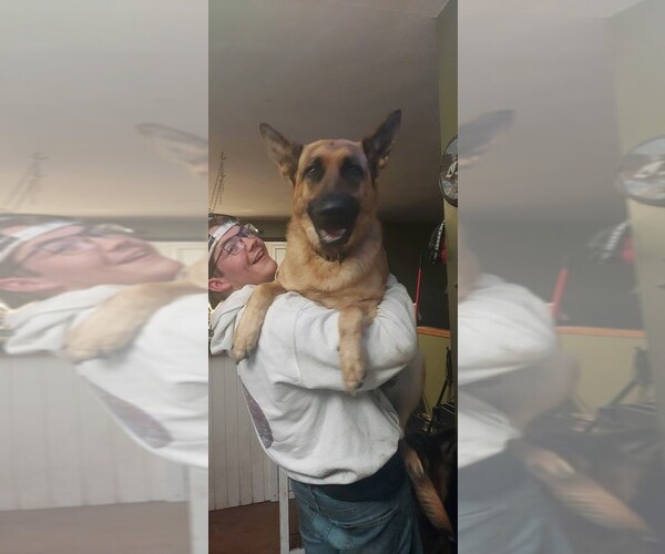 Medium Photo #14 German Shepherd Dog Puppy For Sale in LA FAYETTE, NY, USA