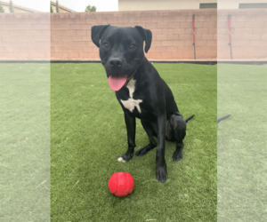 Mutt Dogs for adoption in Boise, ID, USA