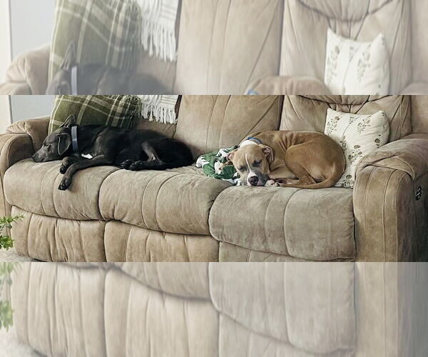 Medium Photo #19 Boxer-Unknown Mix Puppy For Sale in Princeton, MN, USA