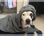 Small #3 American Pit Bull Terrier