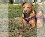 Small Photo #5 Bulldog-Unknown Mix Puppy For Sale in Tarrytown, GA, USA