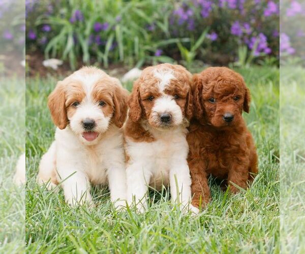 Medium Photo #2 Miniature Labradoodle Puppy For Sale in GORDONVILLE, PA, USA