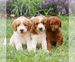 Small #1 Miniature Labradoodle