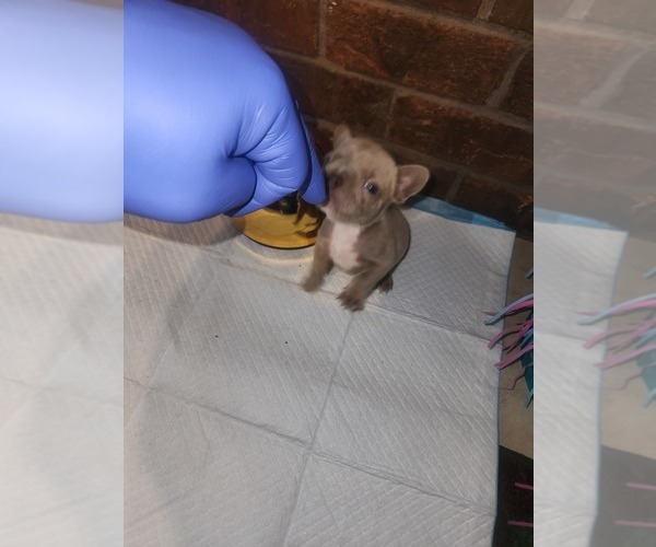 Medium Photo #1 French Bulldog Puppy For Sale in MEMPHIS, TN, USA