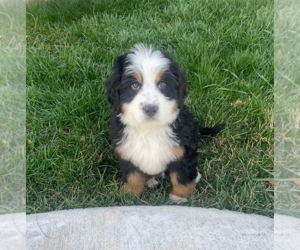 Medium Photo #2 Bernedoodle Puppy For Sale in BEND, OR, USA