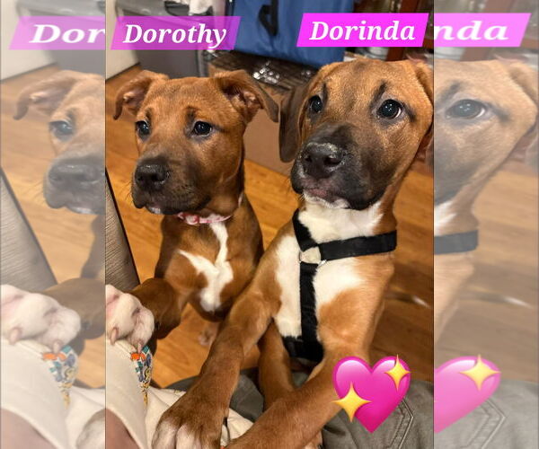 Medium Photo #1 Boxer-Unknown Mix Puppy For Sale in Sheboygan, WI, USA