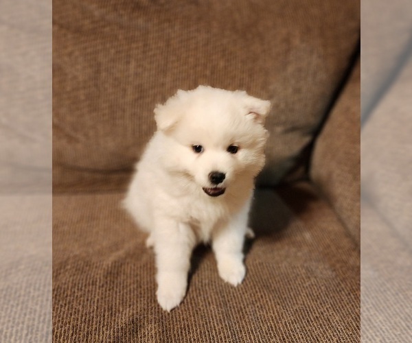 Medium Photo #3 Miniature American Eskimo Puppy For Sale in RUDOLPH, WI, USA
