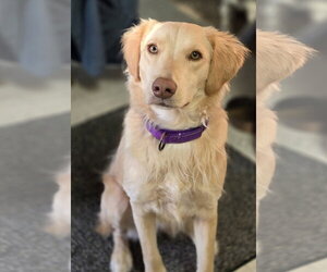 Golden Labrador Dogs for adoption in Minneapolis, MN, USA