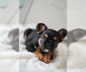 French Bulldog Puppy for sale in POMPANO BEACH, FL, USA