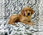 Small #1 Golden Retriever