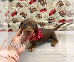 Image preview for Ad Listing. Nickname: Mini Frank